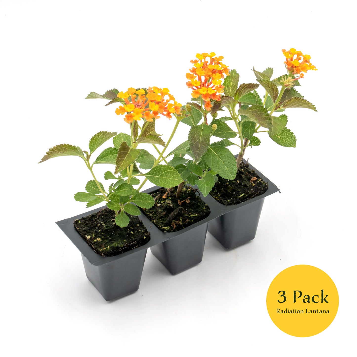 Radiation Lantana | Live Plant in 2.5 Inch Nursery Cube | Lantana Camara 'Radiation'