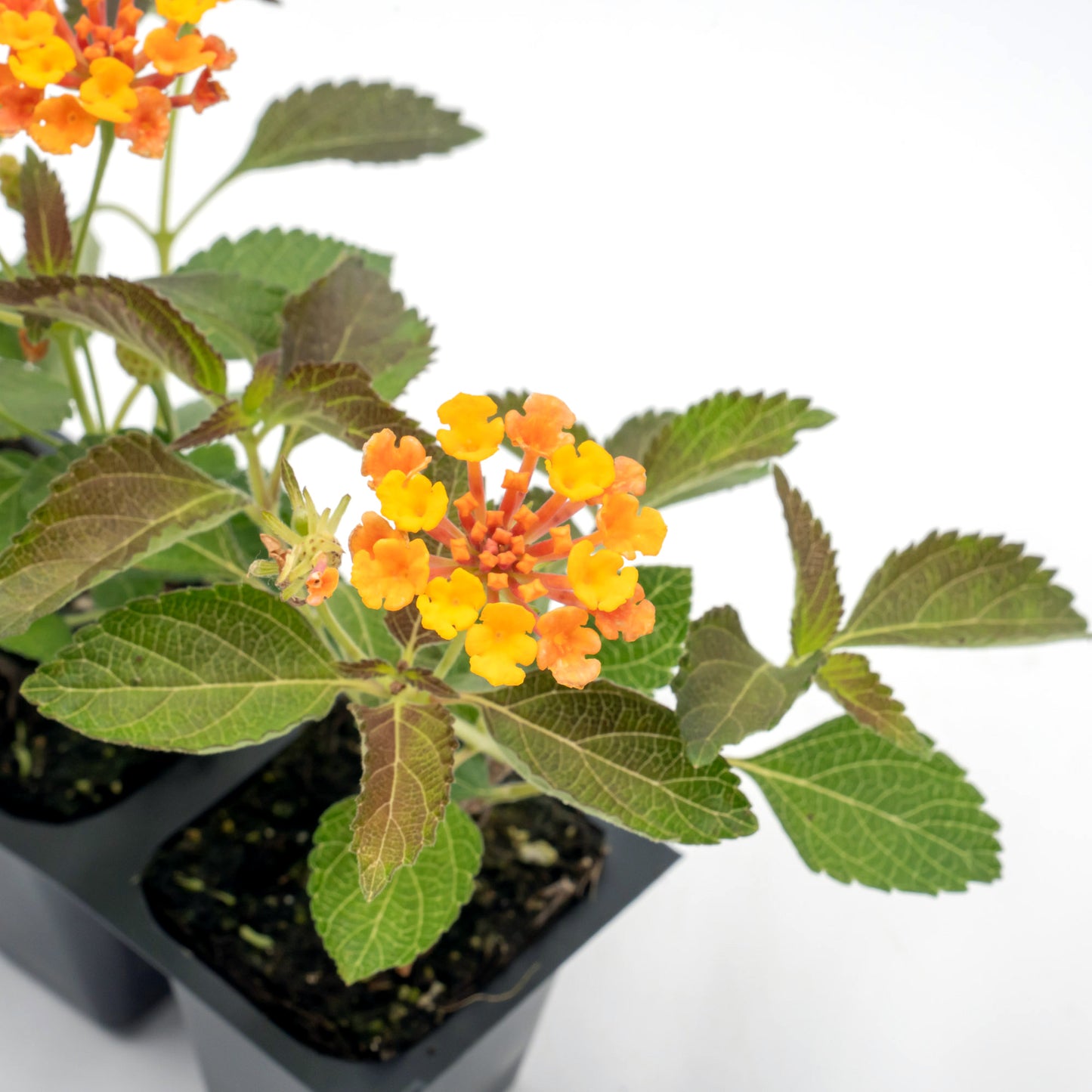 Radiation Lantana | Live Plant in 2.5 Inch Nursery Cube | Lantana Camara 'Radiation'