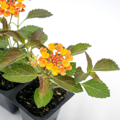 Radiation Lantana | Live Plant in 2.5 Inch Nursery Cube | Lantana Camara 'Radiation'
