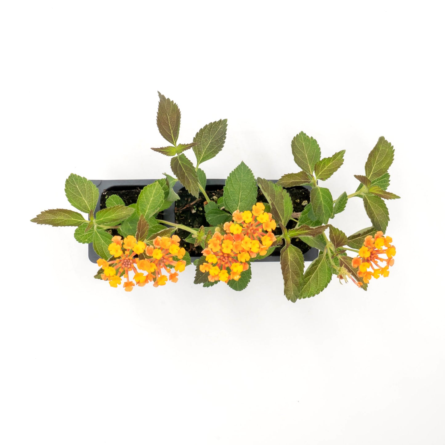 Radiation Lantana | Live Plant in 2.5 Inch Nursery Cube | Lantana Camara 'Radiation'