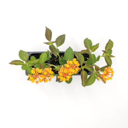Radiation Lantana | Live Plant in 2.5 Inch Nursery Cube | Lantana Camara 'Radiation'