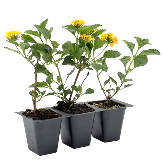 New Gold Lantana in 2.5” Nursery Cubes (Lantana camara 'New Gold')