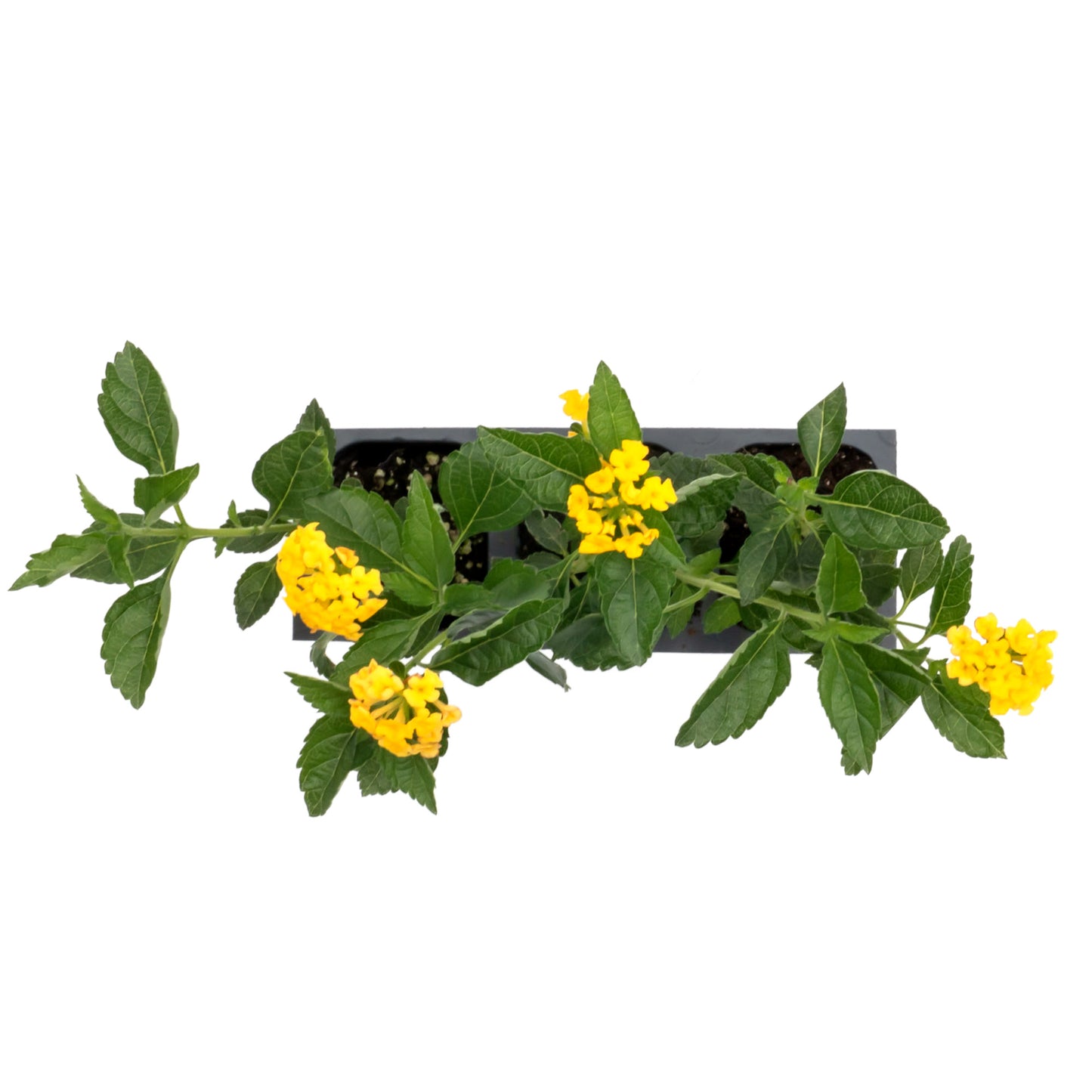 New Gold Lantana in 2.5” Nursery Cubes (Lantana camara 'New Gold')