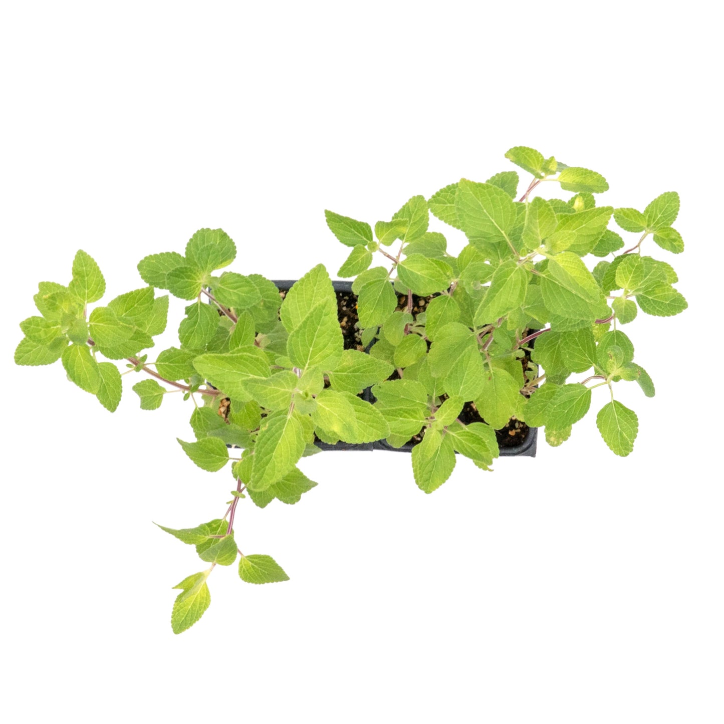 Hot Lips Sage in 3.5” Nursery Cubes (Salvia microphylla ‘Hot Lips’)