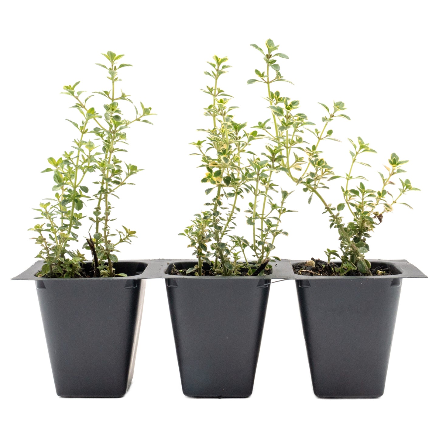 Golden Lemon Thyme in 2.5” Nursery Cubes (Thymus citriodorus ‘Golden’)