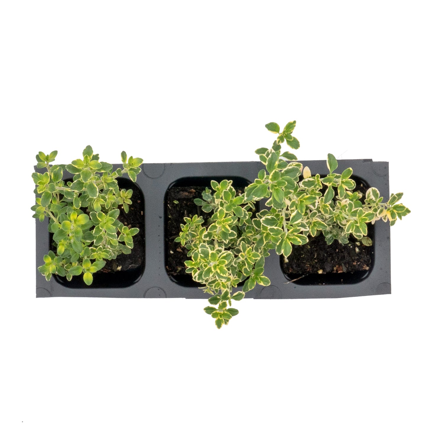 Golden Lemon Thyme in 2.5” Nursery Cubes (Thymus citriodorus ‘Golden’)
