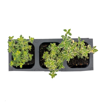 Golden Lemon Thyme in 2.5” Nursery Cubes (Thymus citriodorus ‘Golden’)