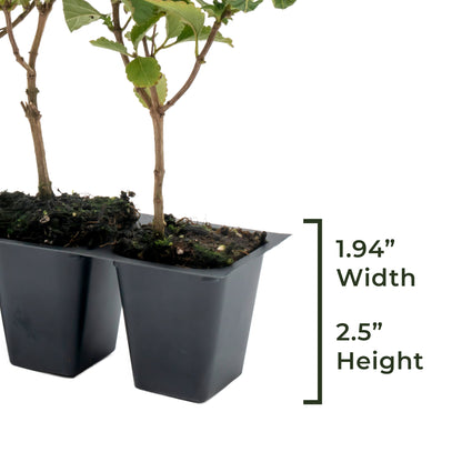 Dallas Red Lantana | Live Plant in 2.5 Inch Nursery Cube | Lantana Camara 'Dallas Red'