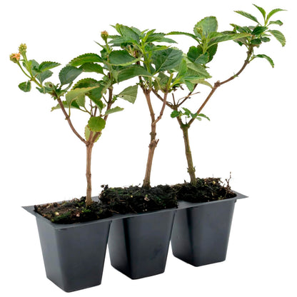 Dallas Red Lantana | Live Plant in 2.5 Inch Nursery Cube | Lantana Camara 'Dallas Red'
