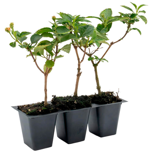Dallas Red Lantana | Live Plant in 2.5 Inch Nursery Cube | Lantana Camara 'Dallas Red'
