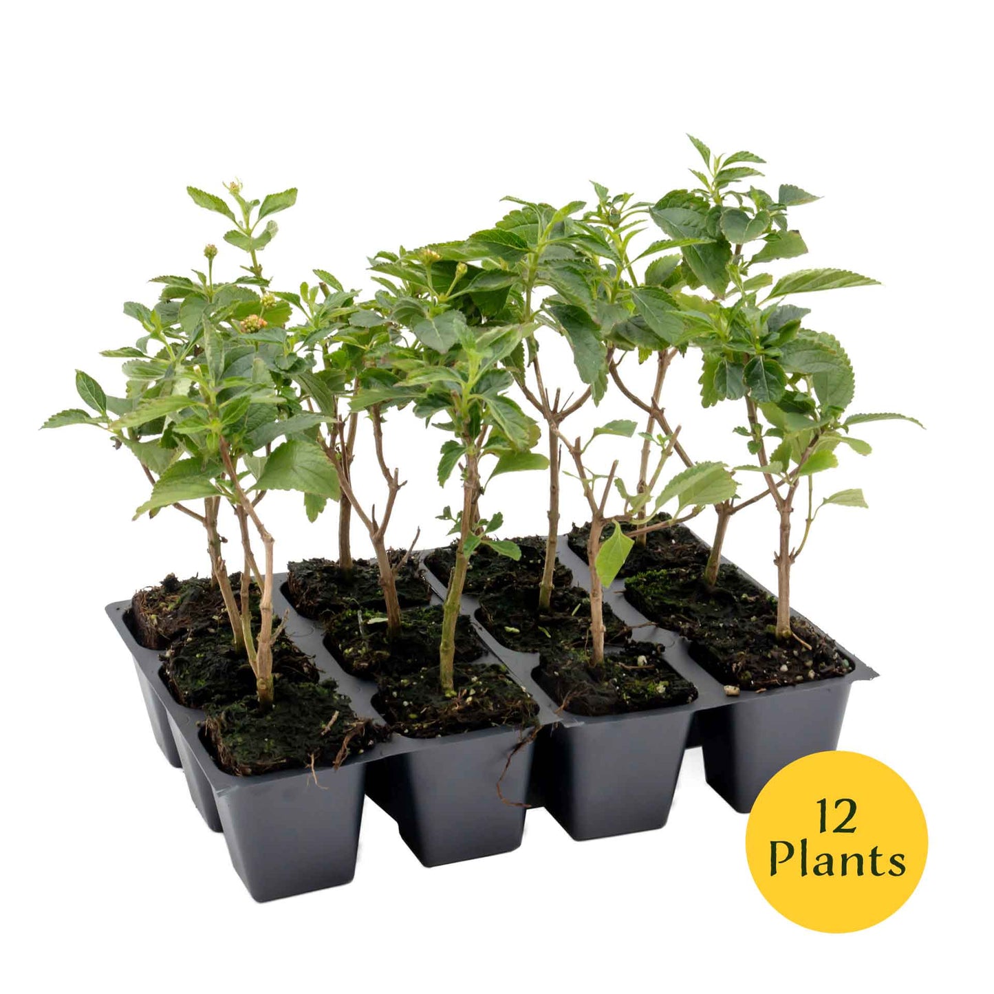 Dallas Red Lantana in 2.5” Nursery Cubes (Lantana camara ‘Dallas Red’) | Flowering Shrub for Borders, Containers & Gardens | Ready-to-Plant