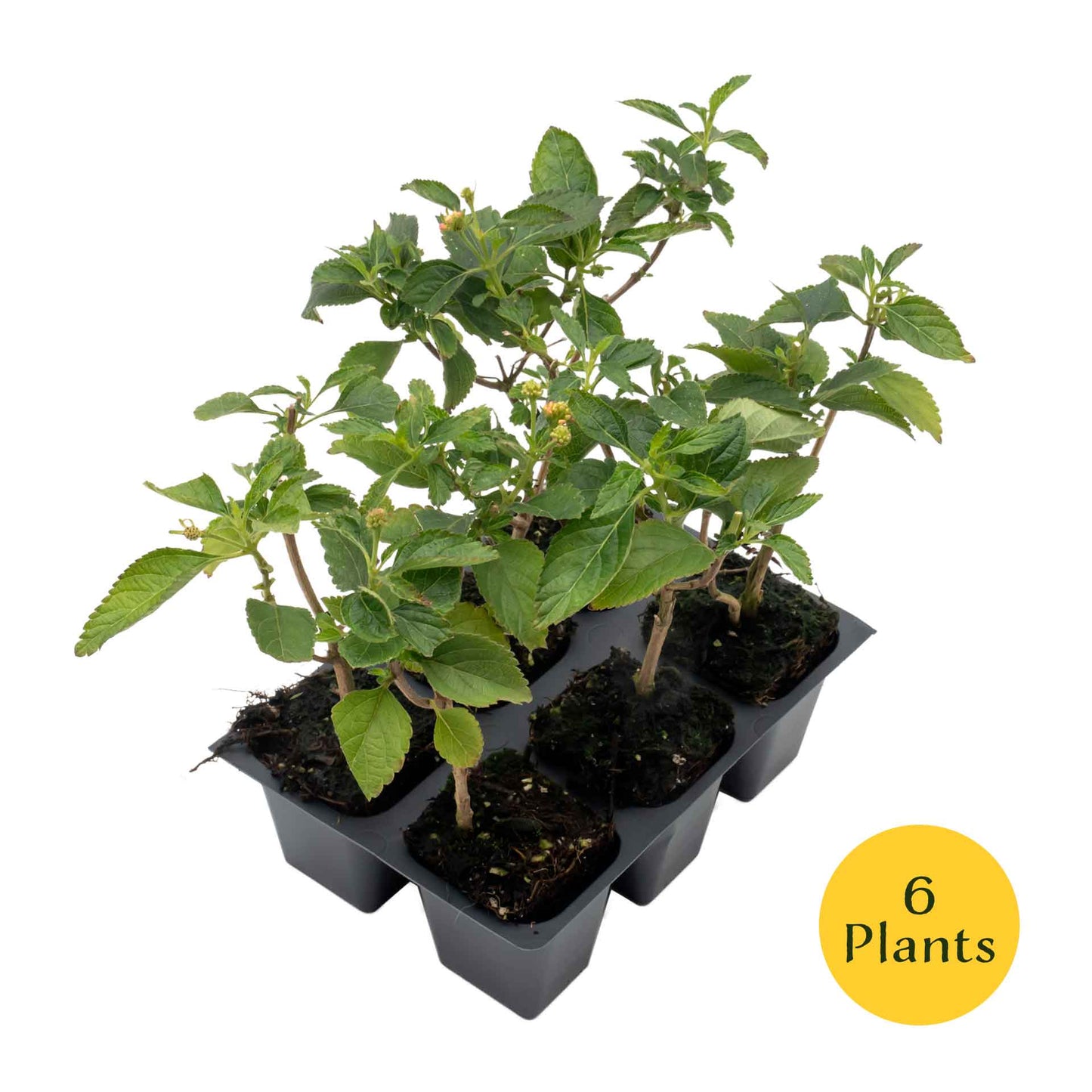 Dallas Red Lantana in 2.5” Nursery Cubes (Lantana camara ‘Dallas Red’) | Flowering Shrub for Borders, Containers & Gardens | Ready-to-Plant