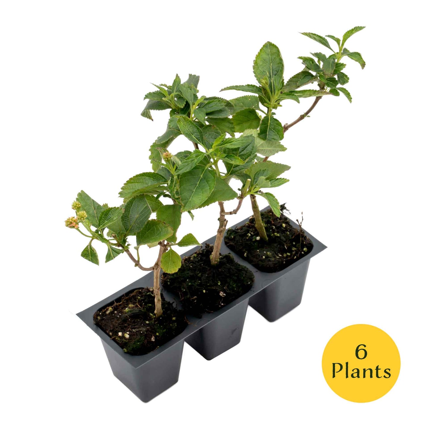 Dallas Red Lantana in 2.5” Nursery Cubes (Lantana camara ‘Dallas Red’) | Flowering Shrub for Borders, Containers & Gardens | Ready-to-Plant