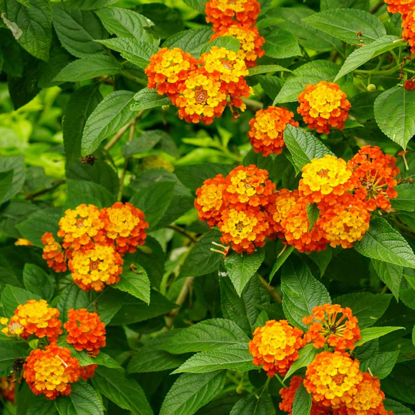 Dallas Red Lantana in 2.5” Nursery Cubes (Lantana camara ‘Dallas Red’) | Flowering Shrub for Borders, Containers & Gardens | Ready-to-Plant