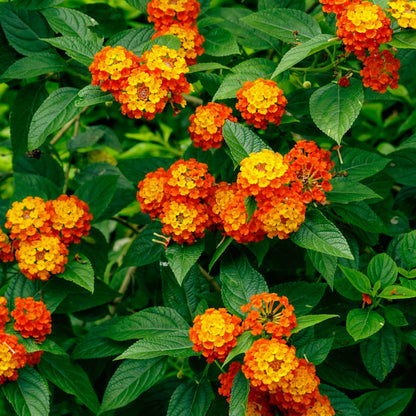Dallas Red Lantana | Live Plant in 2.5 Inch Nursery Cube | Lantana Camara 'Dallas Red'