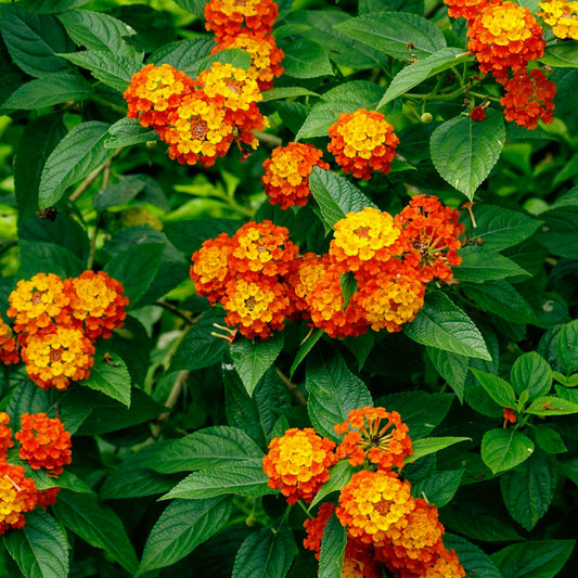 Dallas Red Lantana | Live Plant in 2.5 Inch Nursery Cube | Lantana Camara 'Dallas Red'