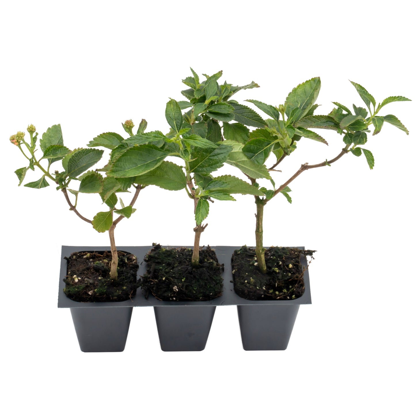 Dallas Red Lantana | Live Plant in 2.5 Inch Nursery Cube | Lantana Camara 'Dallas Red'