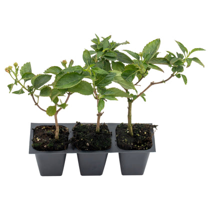 Dallas Red Lantana | Live Plant in 2.5 Inch Nursery Cube | Lantana Camara 'Dallas Red'
