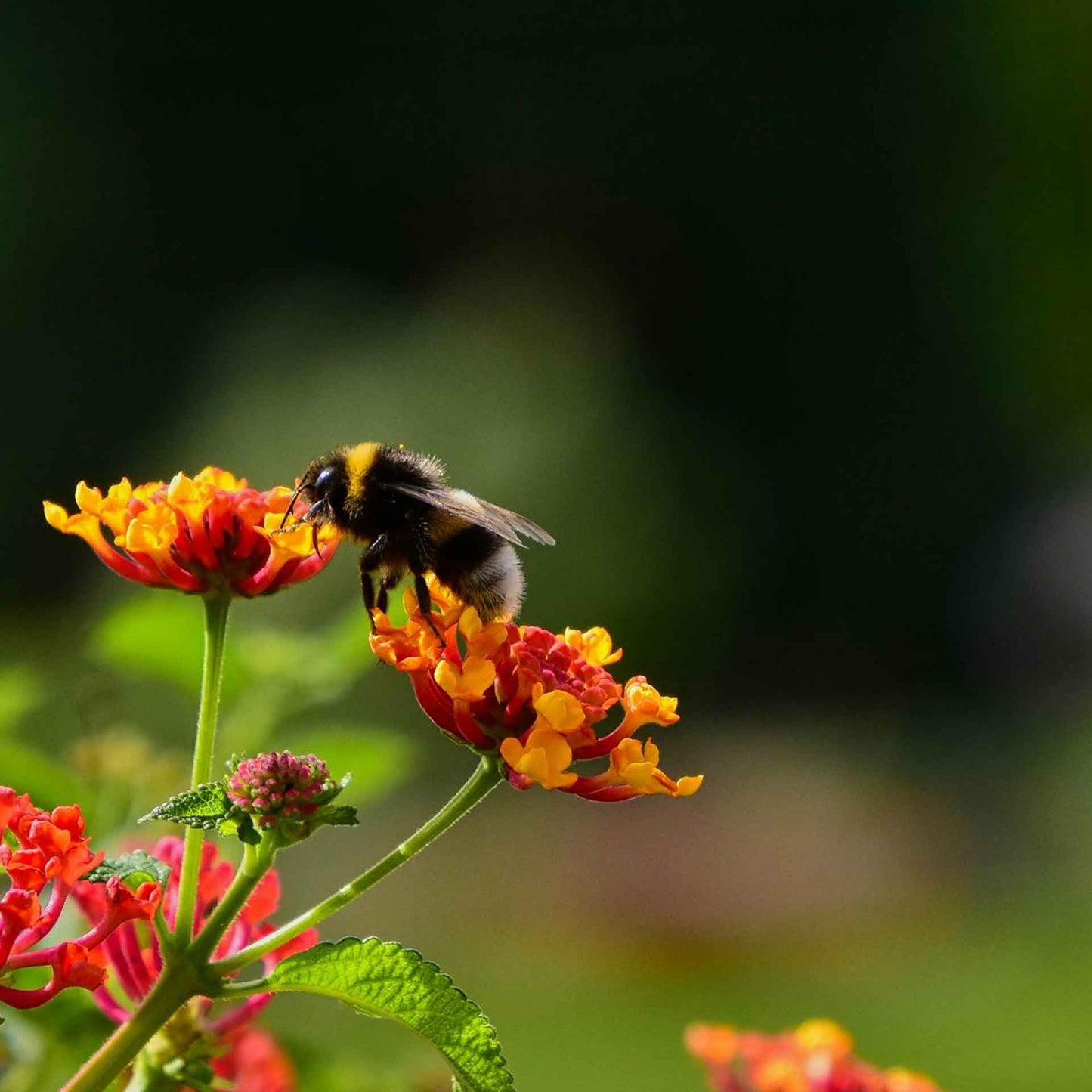 Dallas Red Lantana in 2.5” Nursery Cubes (Lantana camara ‘Dallas Red’) | Flowering Shrub for Borders, Containers & Gardens | Ready-to-Plant