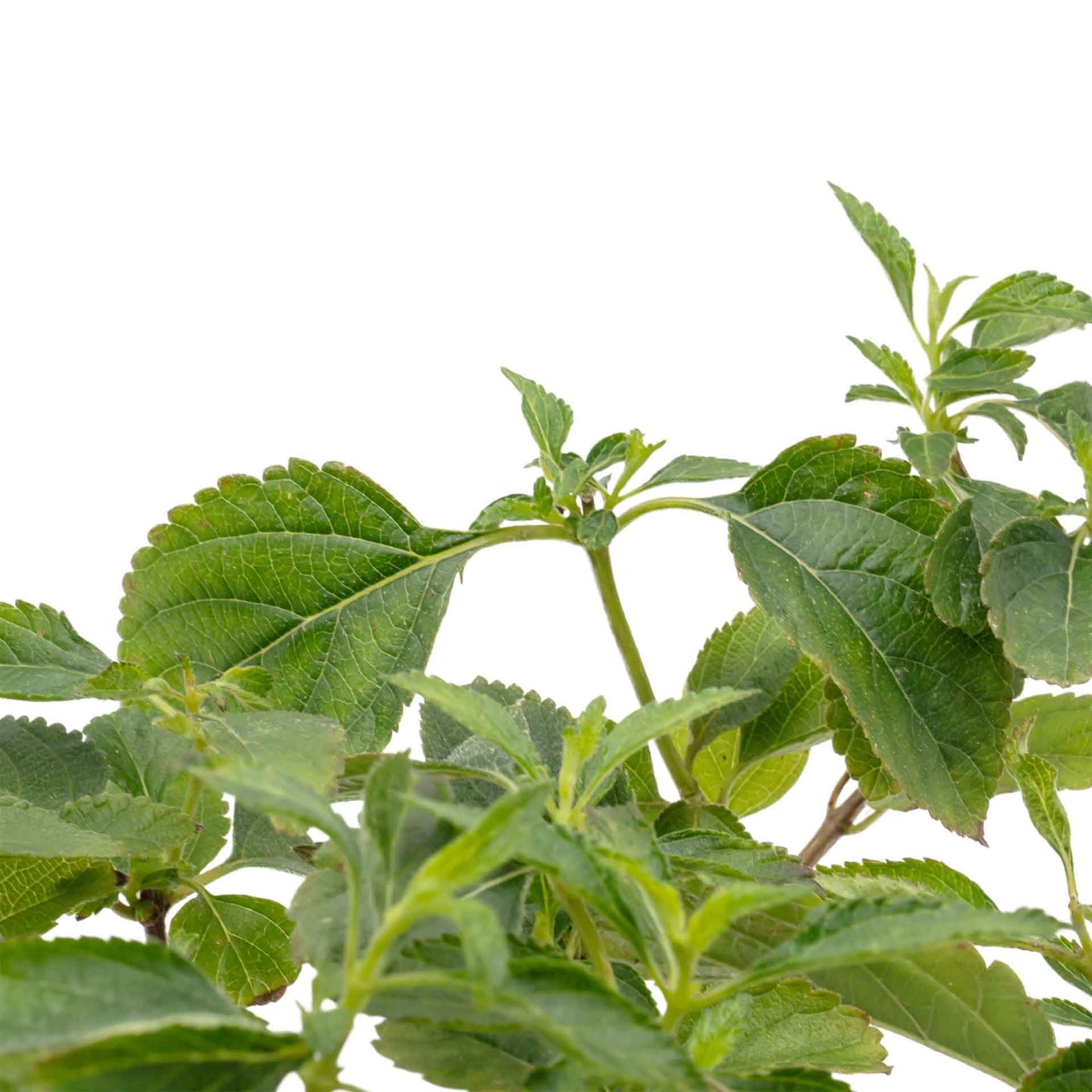 Dallas Red Lantana in 2.5” Nursery Cubes (Lantana camara ‘Dallas Red’) | Flowering Shrub for Borders, Containers & Gardens | Ready-to-Plant