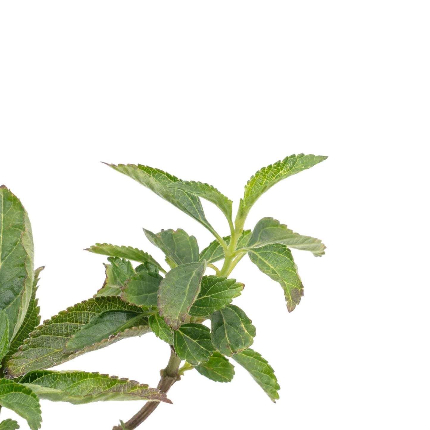 Dallas Red Lantana in 2.5” Nursery Cubes (Lantana camara ‘Dallas Red’) | Flowering Shrub for Borders, Containers & Gardens | Ready-to-Plant