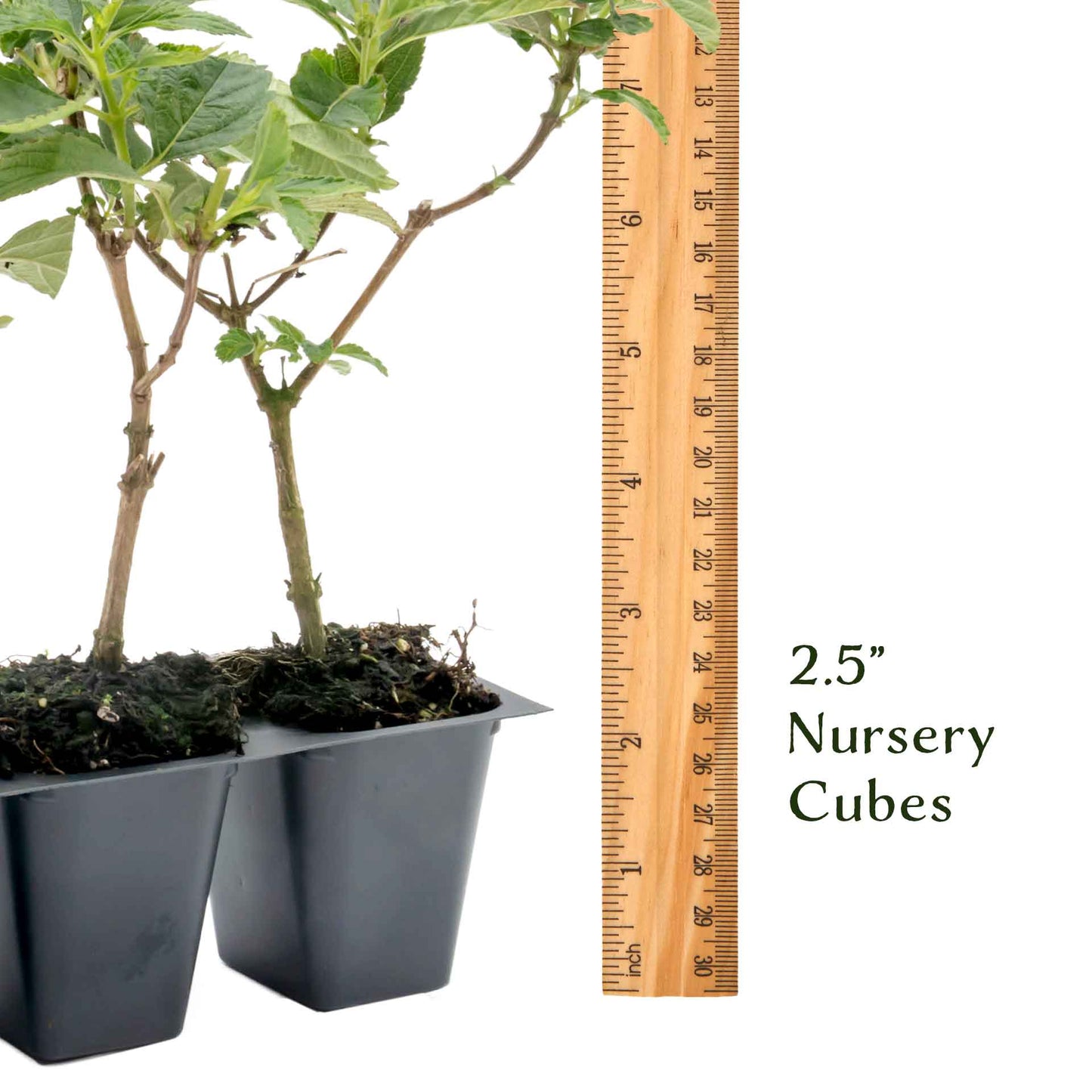 Dallas Red Lantana in 2.5” Nursery Cubes (Lantana camara ‘Dallas Red’) | Flowering Shrub for Borders, Containers & Gardens | Ready-to-Plant