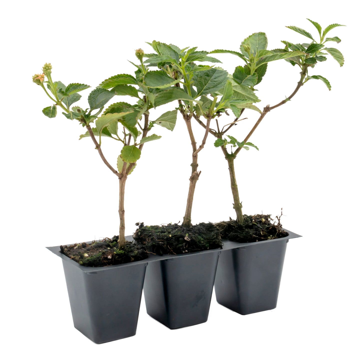 Dallas Red Lantana in 2.5” Nursery Cubes (Lantana camara ‘Dallas Red’) | Flowering Shrub for Borders, Containers & Gardens | Ready-to-Plant