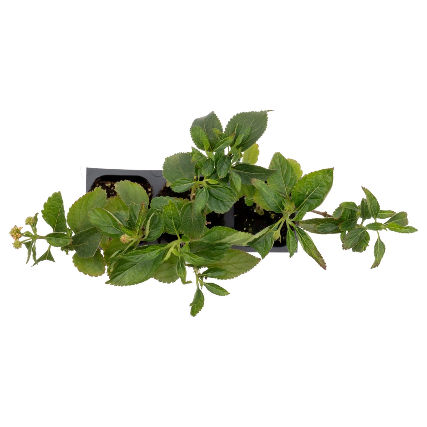 Dallas Red Lantana in 2.5” Nursery Cubes (Lantana camara ‘Dallas Red’) | Flowering Shrub for Borders, Containers & Gardens | Ready-to-Plant