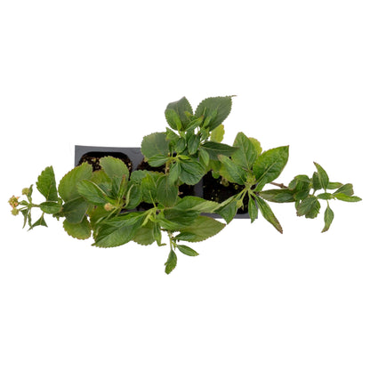 Dallas Red Lantana in 2.5” Nursery Cubes (Lantana camara ‘Dallas Red’) | Flowering Shrub for Borders, Containers & Gardens | Ready-to-Plant