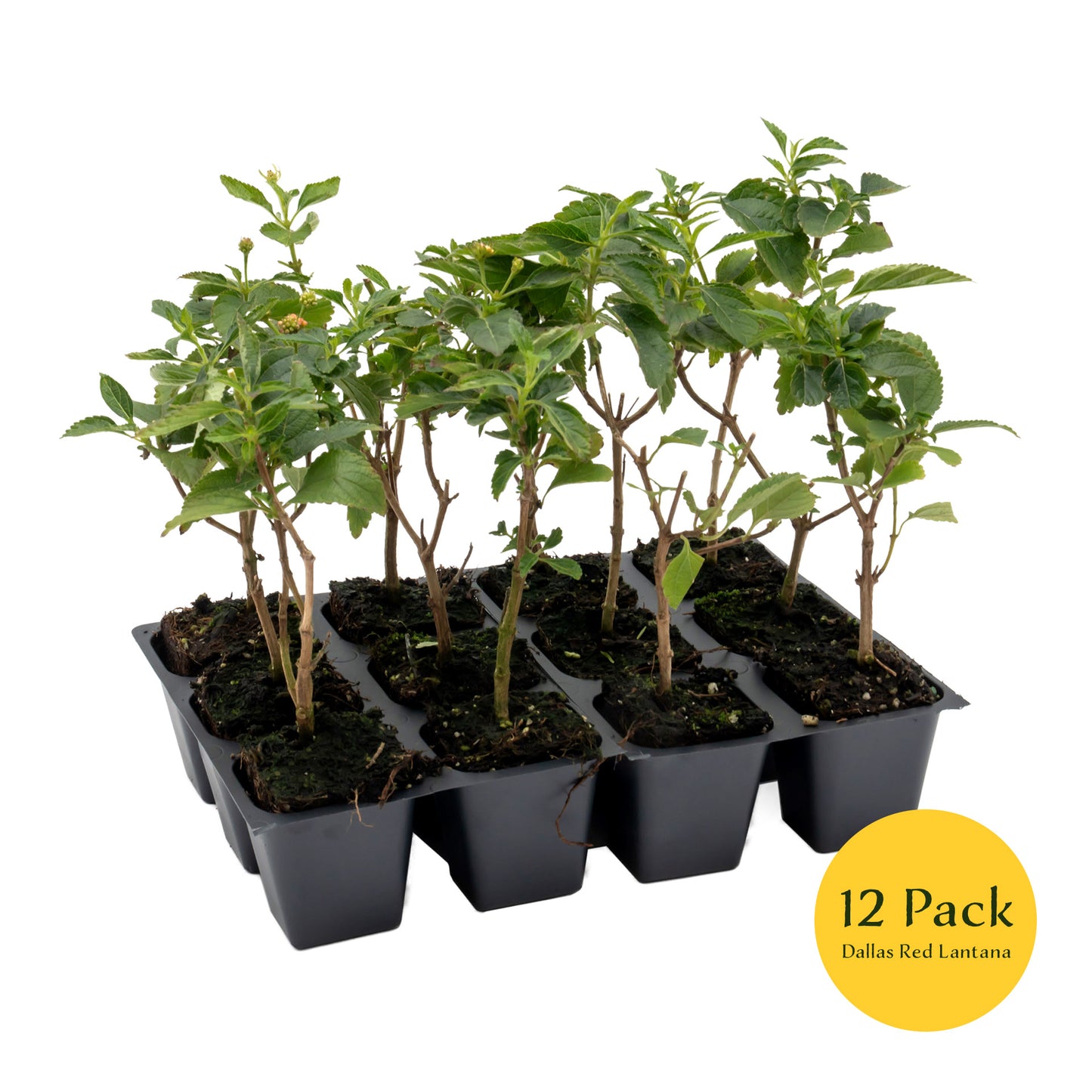 Dallas Red Lantana | Live Plant in 2.5 Inch Nursery Cube | Lantana Camara 'Dallas Red'