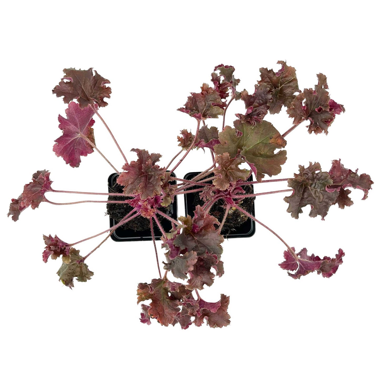 Dark Storm Coral Bells in 3.5” Cubes (Heuchera ‘Dark Storm’)