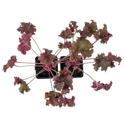 Dark Storm Coral Bells in 3.5” Cubes (Heuchera ‘Dark Storm’)