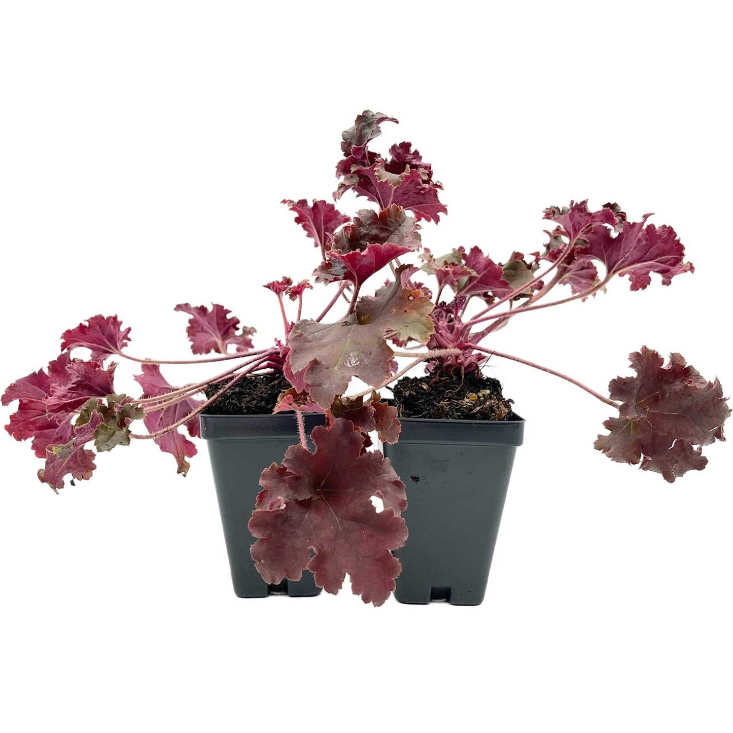 Dark Storm Coral Bells in 3.5” Cubes (Heuchera ‘Dark Storm’)