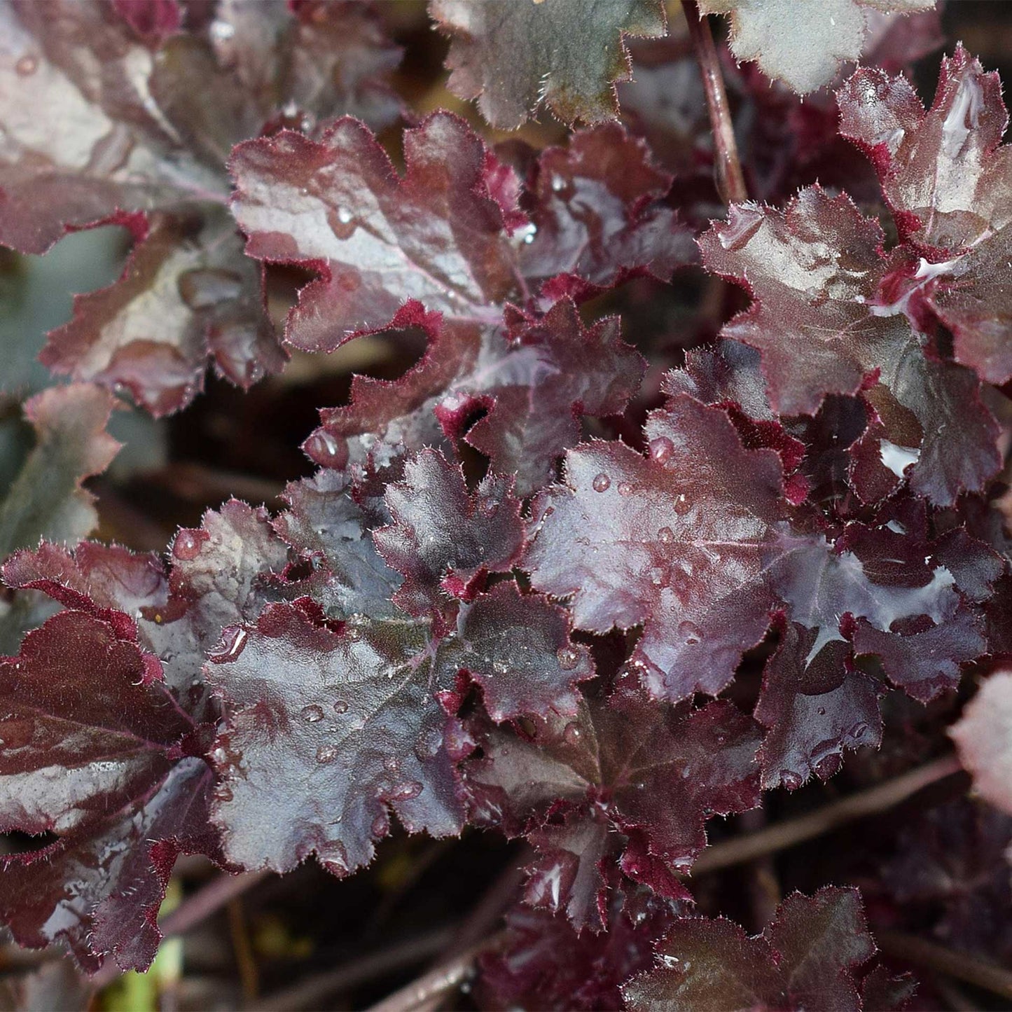 Dark Storm Coral Bells in 3.5” Cubes (Heuchera ‘Dark Storm’)