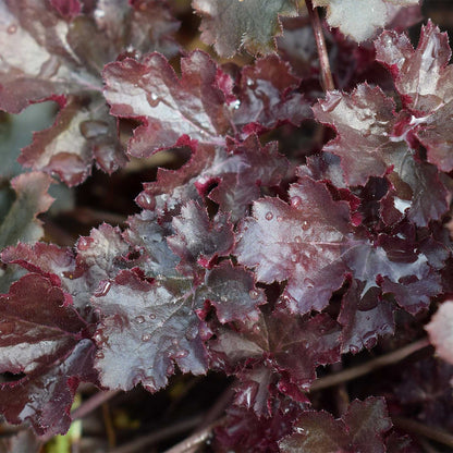Dark Storm Coral Bells in 3.5” Cubes (Heuchera ‘Dark Storm’)