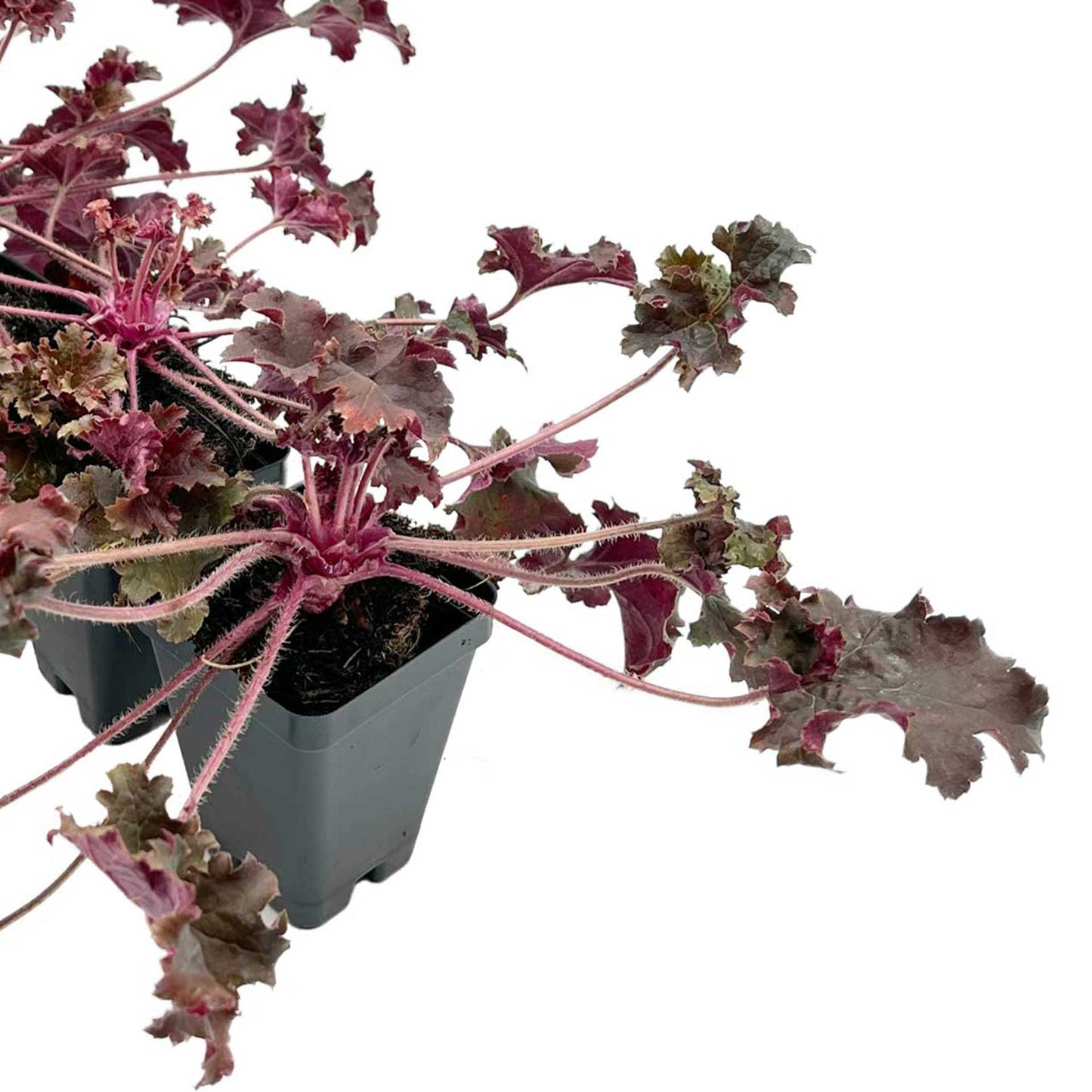 Dark Storm Coral Bells in 3.5” Cubes (Heuchera ‘Dark Storm’)