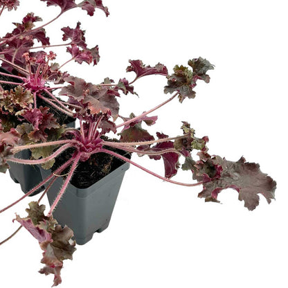 Dark Storm Coral Bells in 3.5” Cubes (Heuchera ‘Dark Storm’)