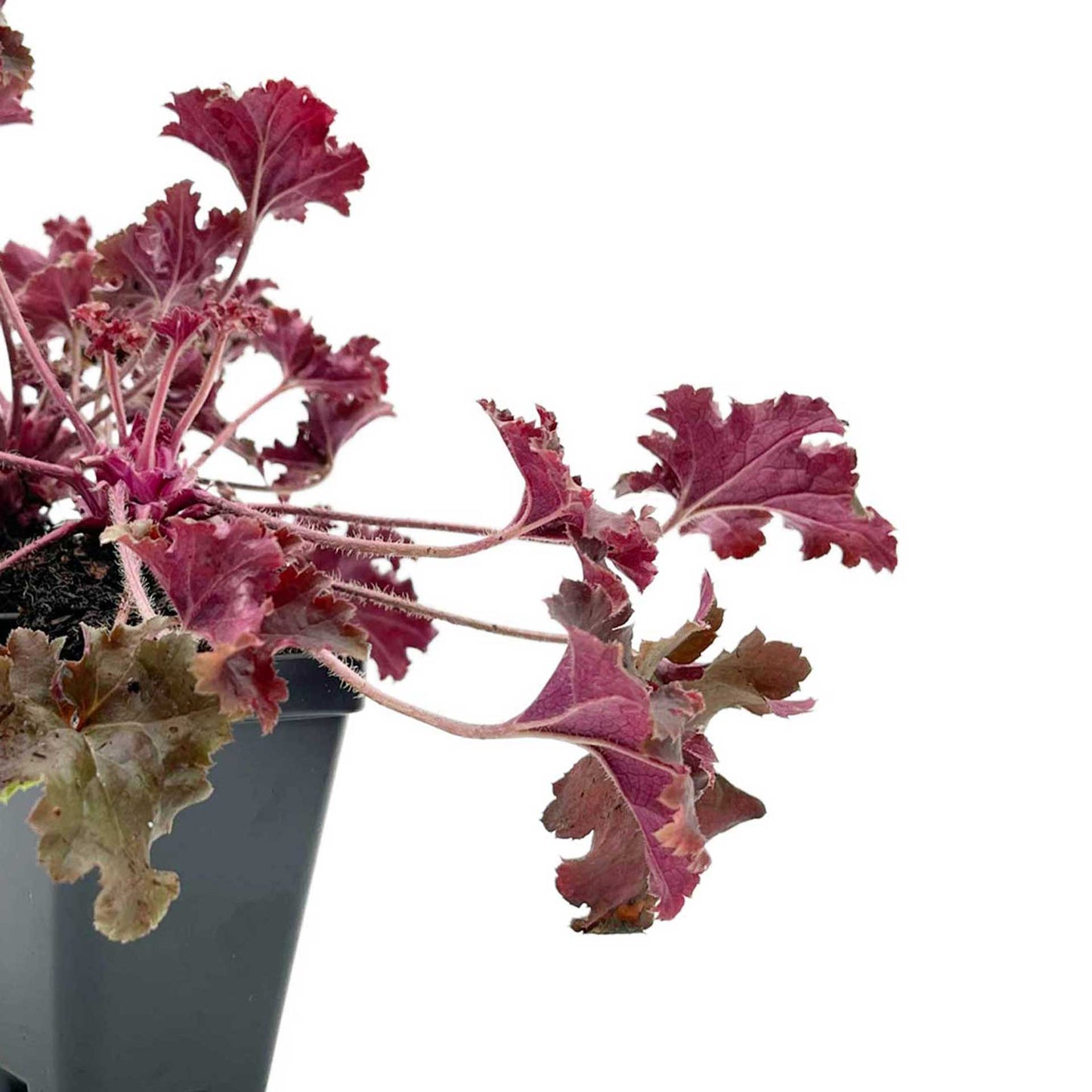 Dark Storm Coral Bells in 3.5” Cubes (Heuchera ‘Dark Storm’)