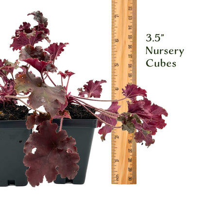 Dark Storm Coral Bells in 3.5” Cubes (Heuchera ‘Dark Storm’)