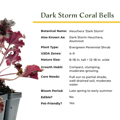 Dark Storm Coral Bells in 3.5” Cubes (Heuchera ‘Dark Storm’)