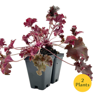 Dark Storm Coral Bells in 3.5” Cubes (Heuchera ‘Dark Storm’)