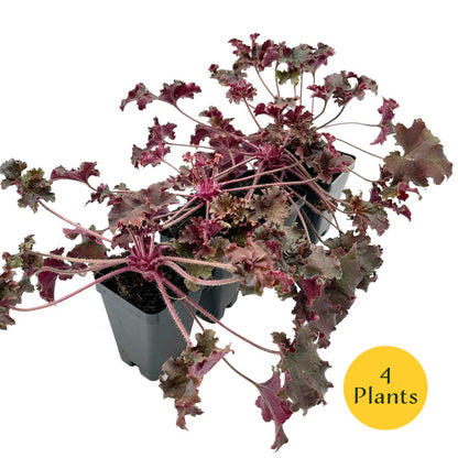 Dark Storm Coral Bells in 3.5” Cubes (Heuchera ‘Dark Storm’)