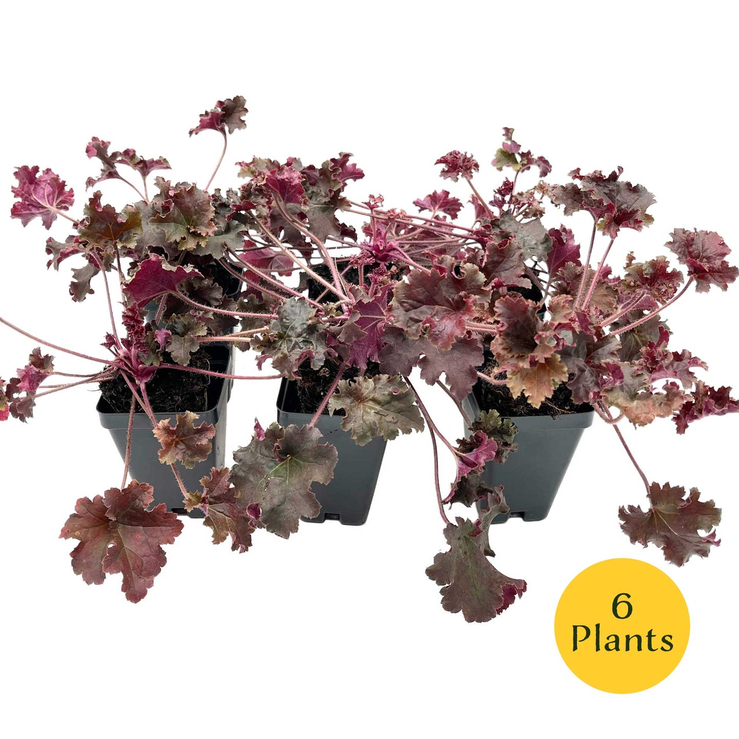 Dark Storm Coral Bells in 3.5” Cubes (Heuchera ‘Dark Storm’)