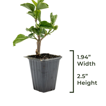 Diamond Hibiscus | Live Plant in 2.5 Inch Nursery Cube | Hibiscus rosa-sinensis 'Diamond Head'