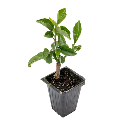 Diamond Hibiscus | Live Plant in 2.5 Inch Nursery Cube | Hibiscus rosa-sinensis 'Diamond Head'