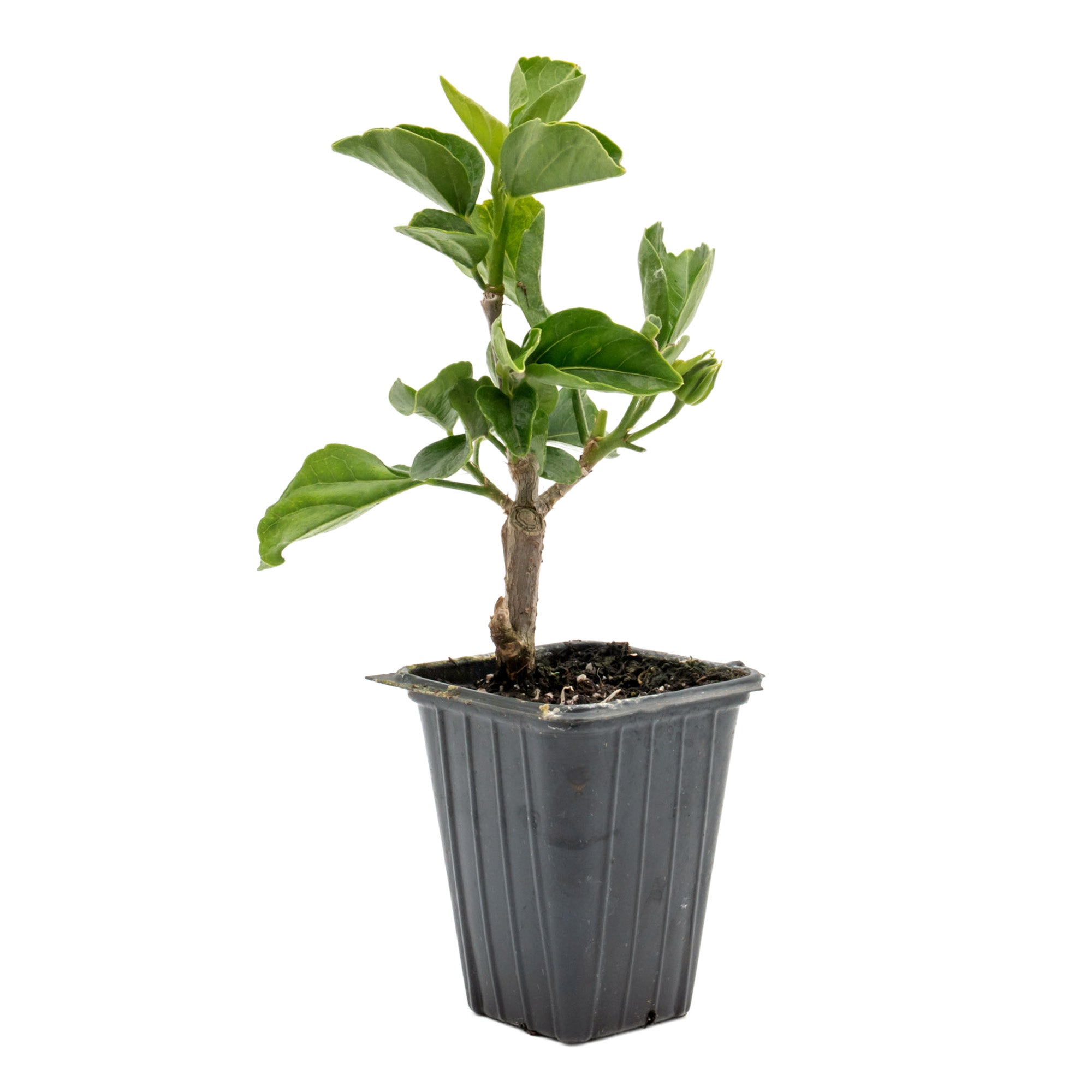 Diamond Hibiscus | Live Plant in 2.5 Inch Nursery Cube | Hibiscus rosa-sinensis 'Diamond Head'