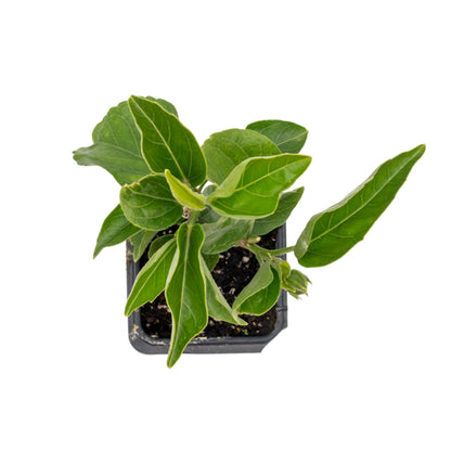 Diamond Hibiscus | Live Plant in 2.5 Inch Nursery Cube | Hibiscus rosa-sinensis 'Diamond Head'