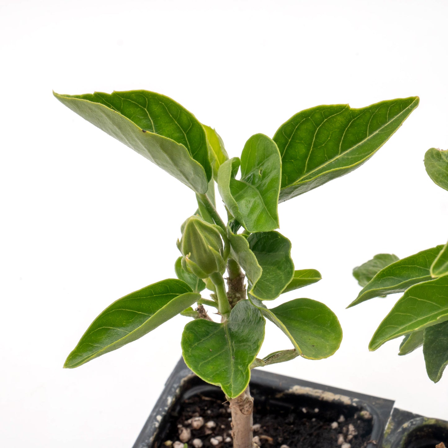 Diamond Hibiscus | Live Plant in 2.5 Inch Nursery Cube | Hibiscus rosa-sinensis 'Diamond Head'