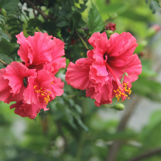 Diamond Hibiscus | Live Plant in 2.5 Inch Nursery Cube | Hibiscus rosa-sinensis 'Diamond Head'
