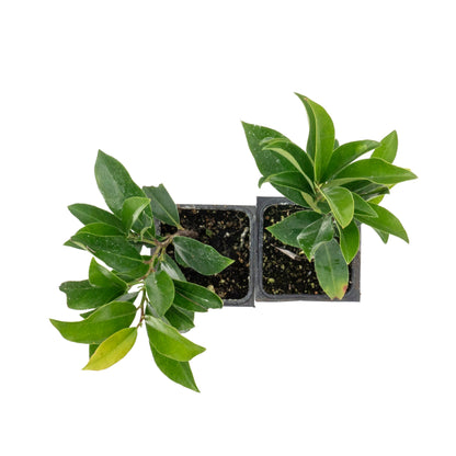 Dwarf Carolina Cherry Laurel in 3.5” Nursery Cubes (Prunus caroliniana ‘Compacta’)